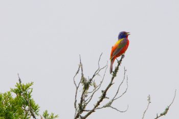 Painted Bunting (Passerina ciris)