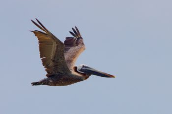 Brown Pelican (Pelecanus occidentalis)