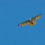 Red-tailed Hawk (Buteo jamaicensis)