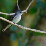 Eastern Wood-Pewee (Contopus virens)
