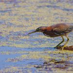 Green Heron (Butorides virescens)