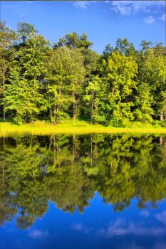 The Pond