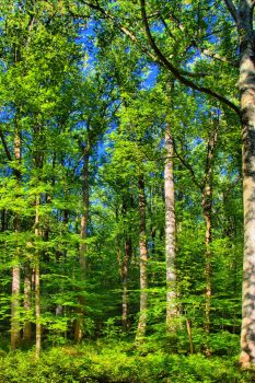 Croyden Creek Woods