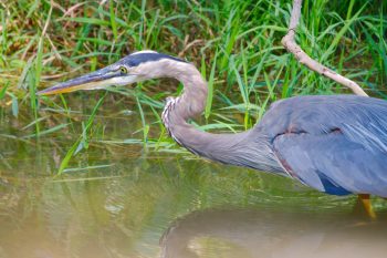 Great Blue Heron (Ardea herodias)