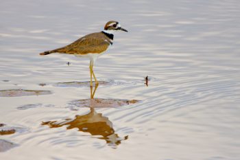 Killdeer (Charadrius vociferus)