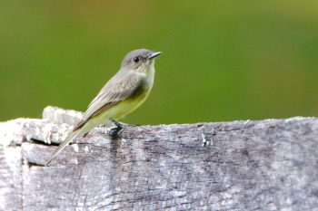 Eastern Phoebe (Sayornis phoebe)