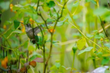 Ruby-throated Hummingbird (Archilochus colubris)