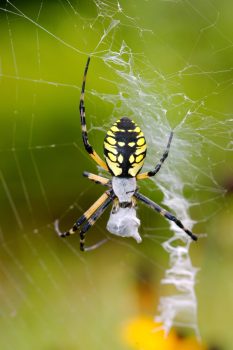 Black and Yellow Argiope (Argiope aurantia)