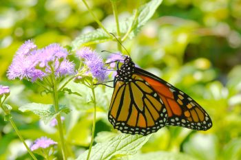 Monarch (Danaus plexippus)