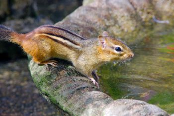 Eastern Chipmunk (Tamias striatus)