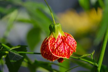 Abutilon ‘Biltmore Ballgown’