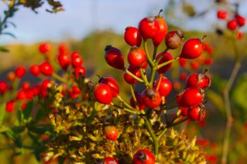 Rose Hips