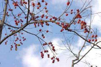 American Persimmon (Diospyros virginiana)