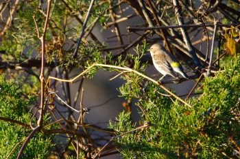 Yellow-rumped Warbler (Setophaga coronata)