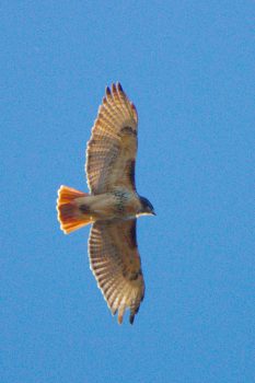 Red-tailed Hawk (Buteo jamaicensis)