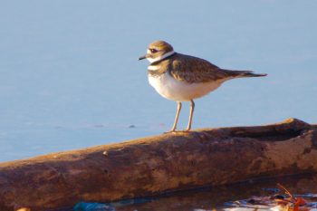 Killdeer (Charadrius vociferus)