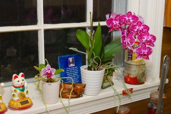 Phalaenopsis Orchids