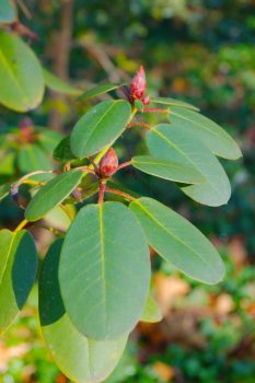 Rhododendron Leaves, McCrillis Garden