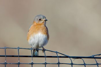 Eastern Bluebird (Sialia sialis)