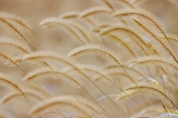 Royce Hanson Conservation Park