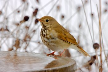 Hermit Thrush (Catharus guttatus)