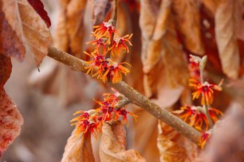 Witch Hazel (Hamamelis)