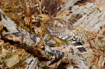 Red-shouldered Hawk (Buteo lineatus)