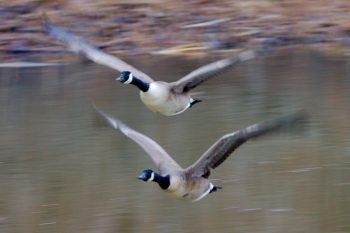 Canada Geese (Branta canadensis)