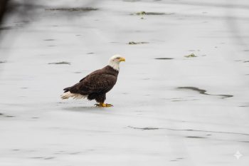 Bald Eagle (Haliaeetus leucocephalus)