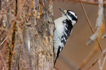 Female Downy Woodpecker (Dryobates pubescens)