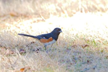 Eastern Towhee (Pipilo erythrophthalmus)