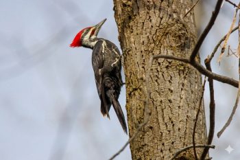 Pileated Woodpecker (Dryocopus pileatus)