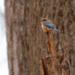 Eastern Bluebird (Sialia siali)