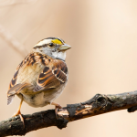 White-throated Sparrow (Zonotrichia albicollis)