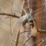 Eastern Phoebe (Sayornis phoebe)