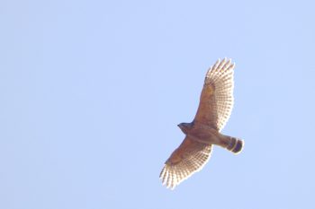 Red-shouldered Hawk (Buteo lineatus)