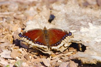 Mourning Cloak (Nymphalis antiopa)