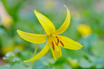 Erythronium americanum (Trout Lily)