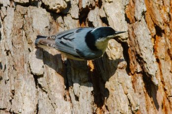 White-breasted Nuthatch (Sitta carolinensis)