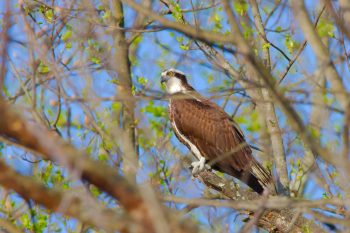 Osprey (Pandion haliaetus)