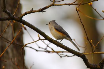 Tufted Titmouse (Baeolophus bicolor)