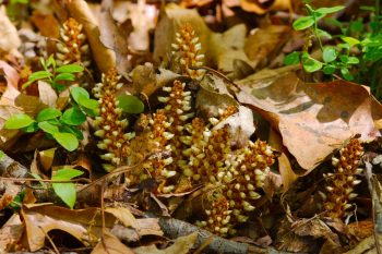 American Cancer-Root (Conopholis americana)