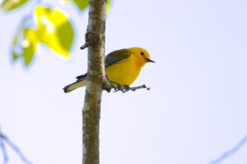 Prothonotary Warbler (Protonotaria citrea)