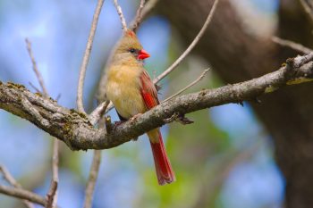 Northern Cardinal (Cardinalis cardinalis)