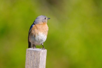 Eastern Bluebird (Sialia sialis)