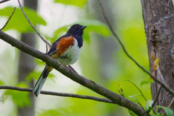 Eastern Towhee (Pipilo erythrophthalmus)