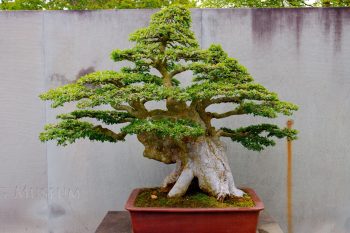 National Bonsai and Penjing Museum