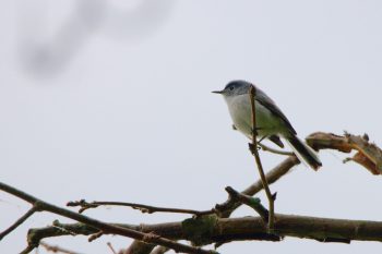 Blue-gray Gnatcatcher (Polioptila caerulea)