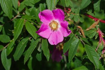 Rosa davurica (Amur Rose)