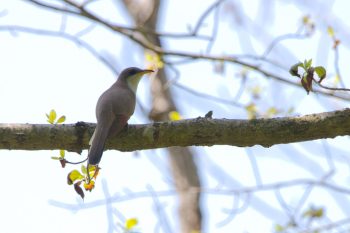 Yellow-billed Cuckoo (Coccyzus americanus)